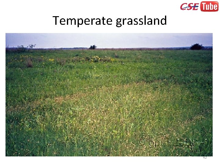 Temperate grassland 42 