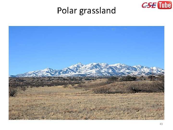 Polar grassland 43 