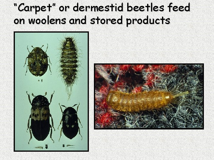 “Carpet” or dermestid beetles feed on woolens and stored products 