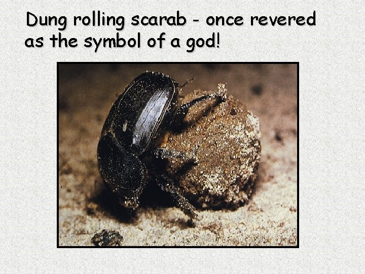Dung rolling scarab - once revered as the symbol of a god! 