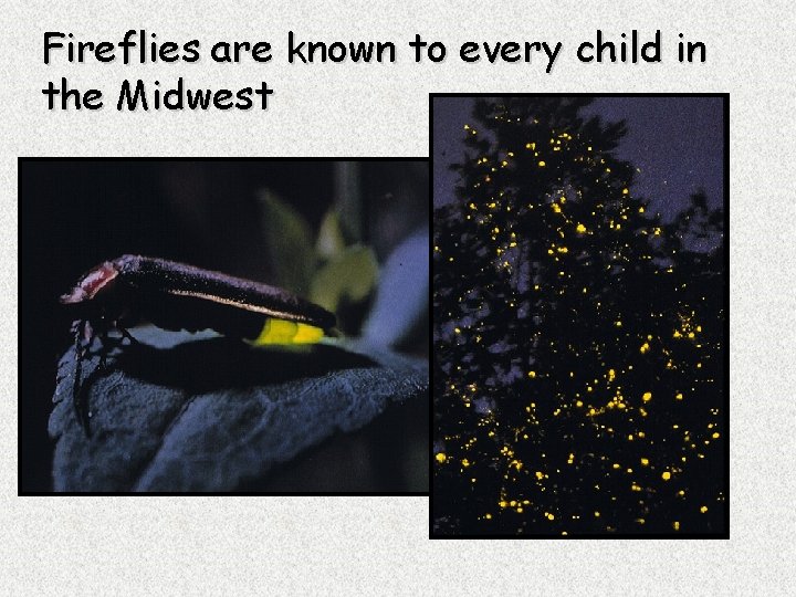 Fireflies are known to every child in the Midwest 