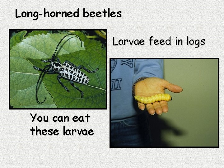 Long-horned beetles Larvae feed in logs You can eat these larvae 