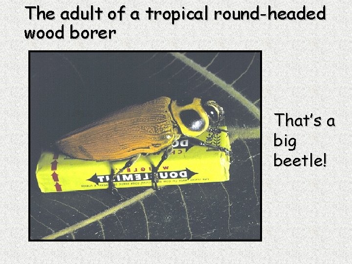 The adult of a tropical round-headed wood borer That’s a big beetle! 