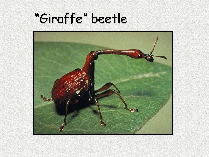 “Giraffe” beetle 