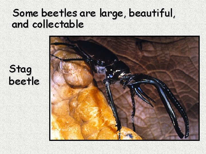 Some beetles are large, beautiful, and collectable Stag beetle 