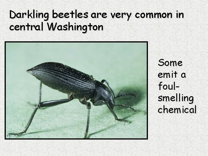 Darkling beetles are very common in central Washington Some emit a foulsmelling chemical 