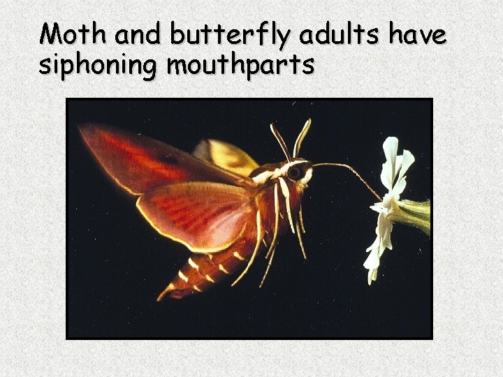 Moth and butterfly adults have siphoning mouthparts 
