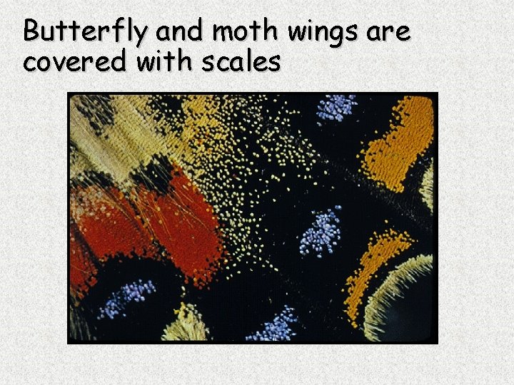 Butterfly and moth wings are covered with scales 