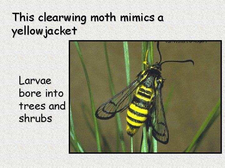 This clearwing moth mimics a yellowjacket Larvae bore into trees and shrubs 