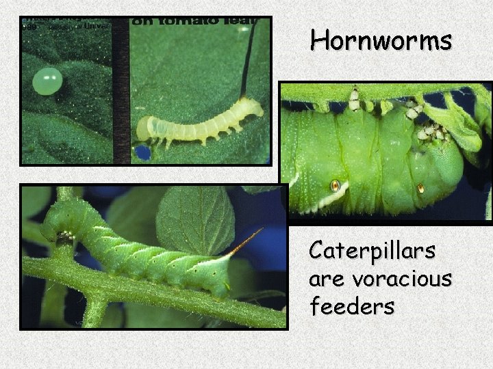 Hornworms Caterpillars are voracious feeders 