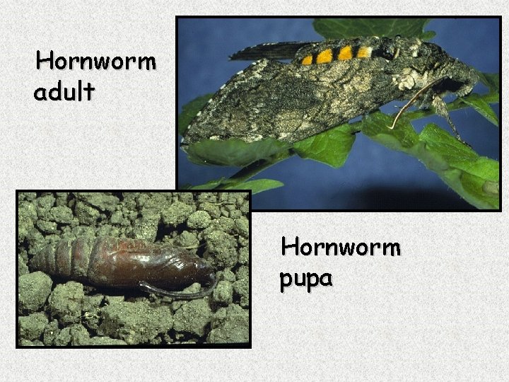 Hornworm adult Hornworm pupa 