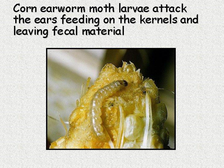 Corn earworm moth larvae attack the ears feeding on the kernels and leaving fecal