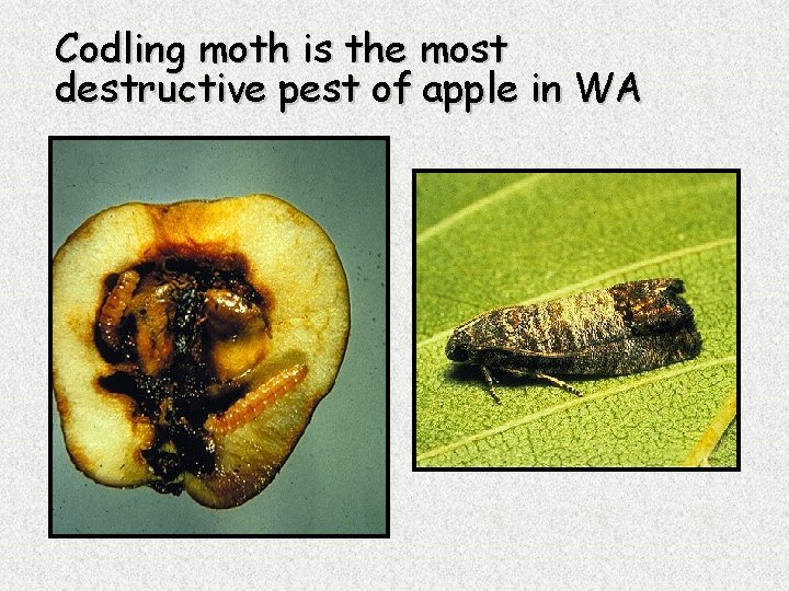 Codling moth is the most destructive pest of apple in WA 