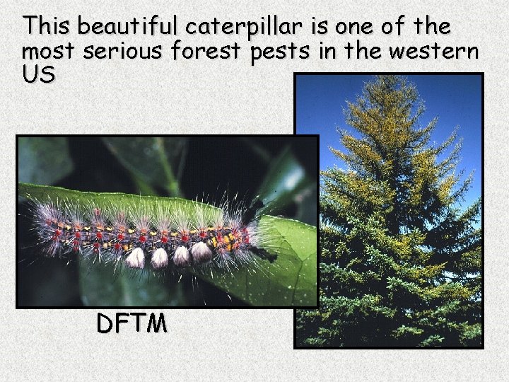 This beautiful caterpillar is one of the most serious forest pests in the western