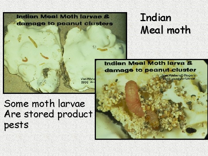 Indian Meal moth Some moth larvae Are stored product pests 