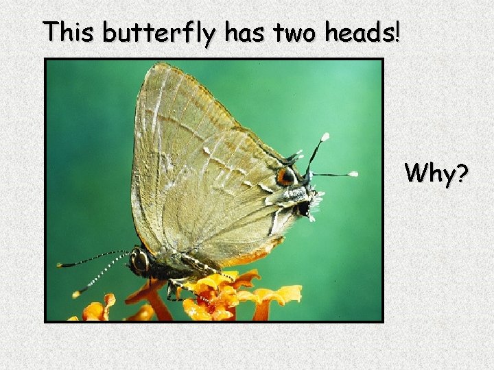 This butterfly has two heads! Why? 