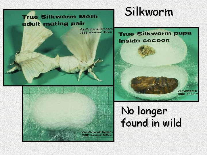 Silkworm No longer found in wild 