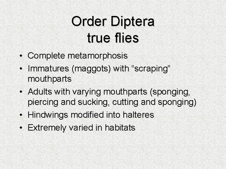 Order Diptera true flies • • • Complete metamorphosis Immatures (maggots) with “scraping” mouthparts