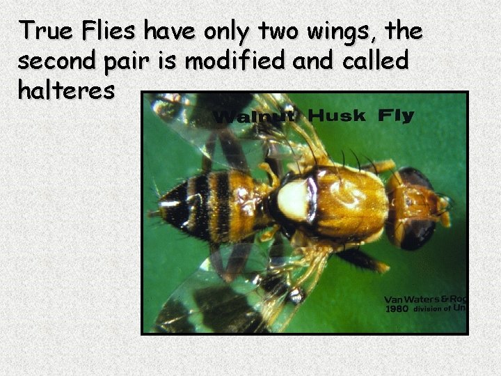 True Flies have only two wings, the second pair is modified and called halteres