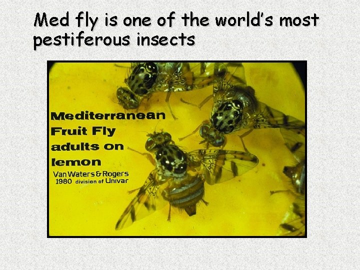 Med fly is one of the world’s most pestiferous insects 