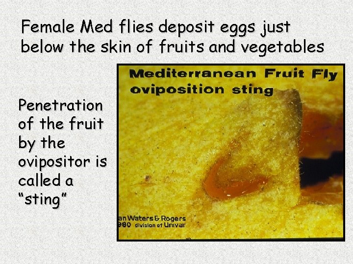 Female Med flies deposit eggs just below the skin of fruits and vegetables Penetration