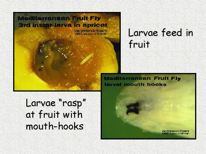 Larvae feed in fruit Larvae “rasp” at fruit with mouth-hooks 