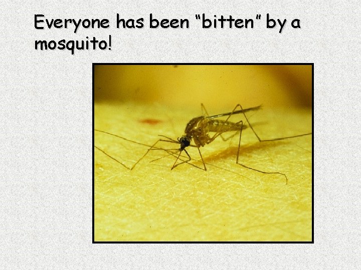 Everyone has been “bitten” by a mosquito! 