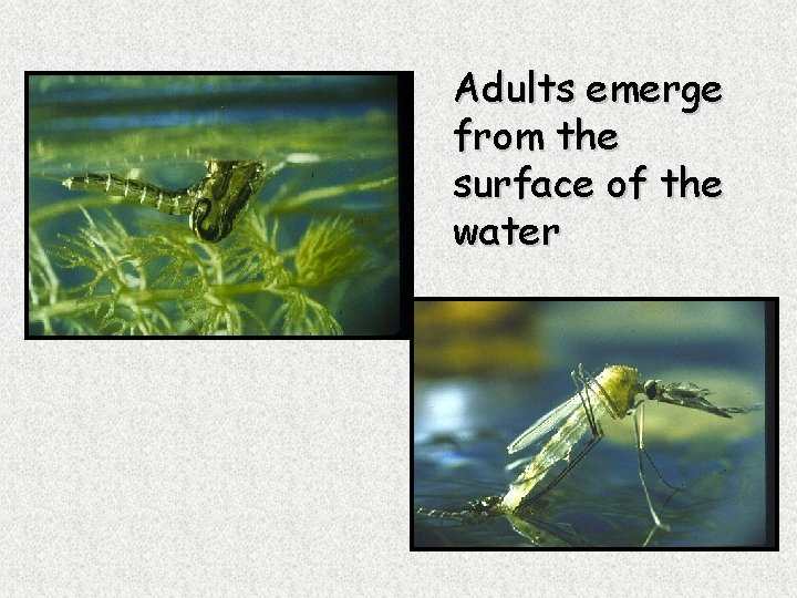 Adults emerge from the surface of the water 