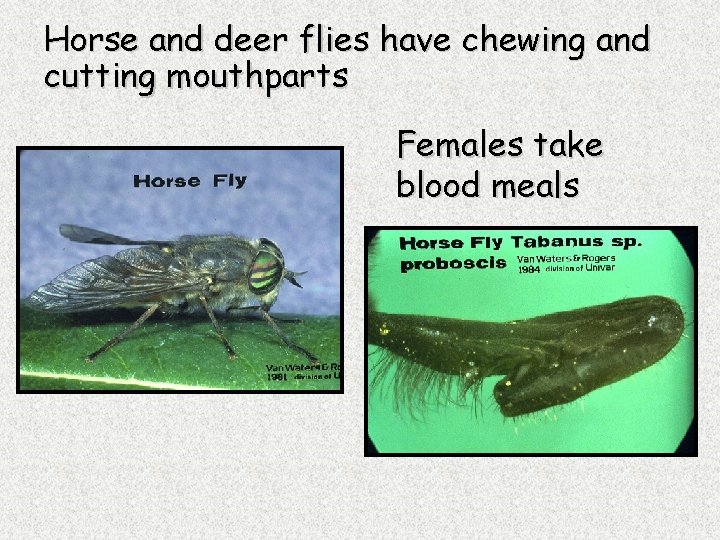 Horse and deer flies have chewing and cutting mouthparts Females take blood meals 