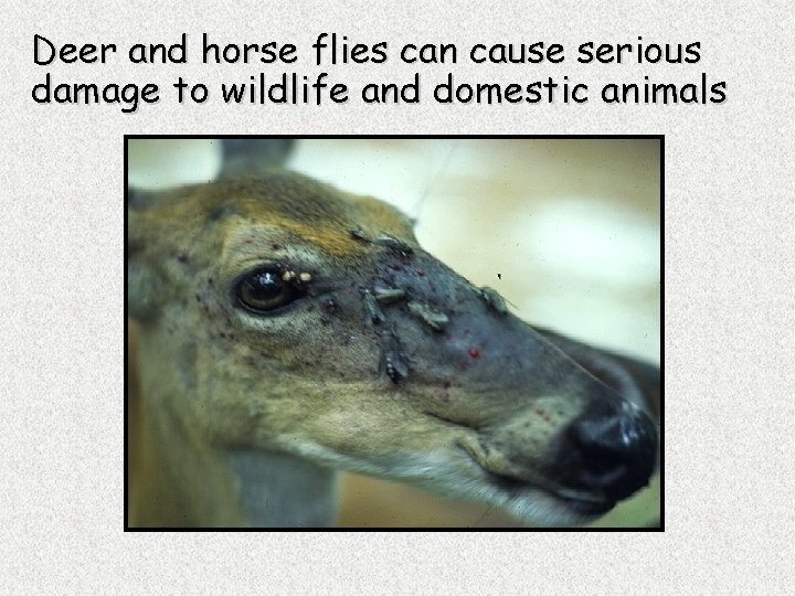 Deer and horse flies can cause serious damage to wildlife and domestic animals 