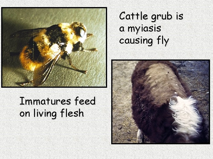 Cattle grub is a myiasis causing fly Immatures feed on living flesh 