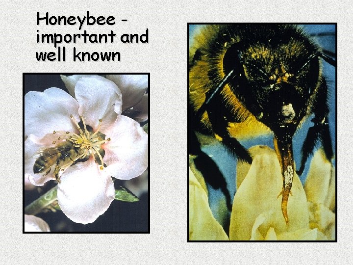Honeybee important and well known 