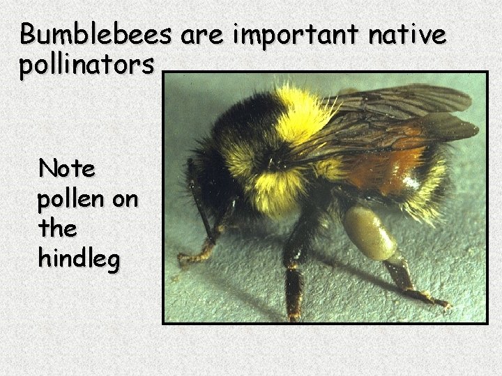 Bumblebees are important native pollinators Note pollen on the hindleg 