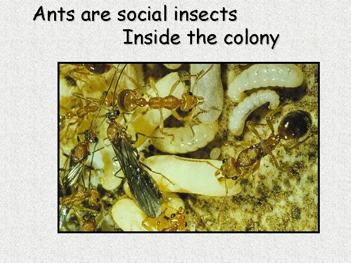 Ants are social insects Inside the colony 