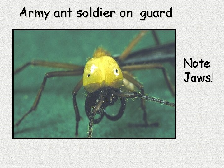 Army ant soldier on guard Note Jaws! 