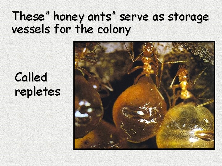 These” honey ants” serve as storage vessels for the colony Called repletes 