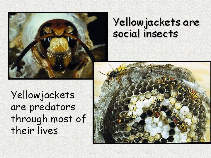 Yellowjackets are social insects Yellowjackets are predators through most of their lives 