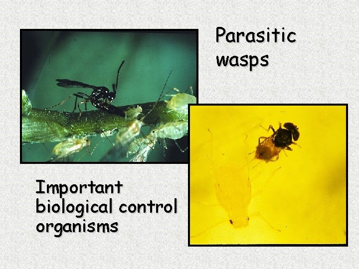 Parasitic wasps Important biological control organisms 