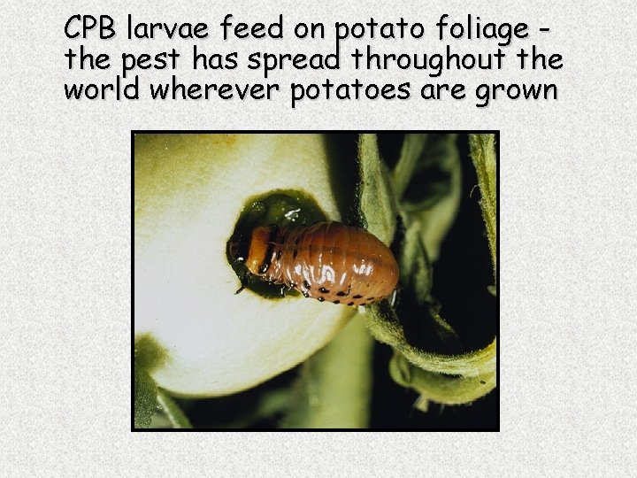 CPB larvae feed on potato foliage the pest has spread throughout the world wherever