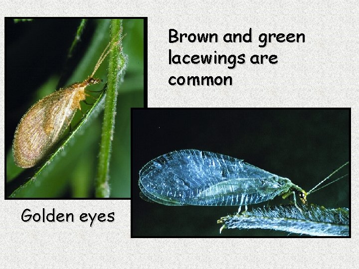 Brown and green lacewings are common Golden eyes 