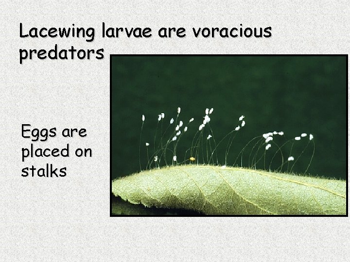 Lacewing larvae are voracious predators Eggs are placed on stalks 