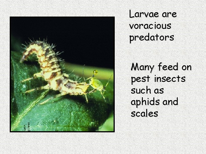 Larvae are voracious predators Many feed on pest insects such as aphids and scales