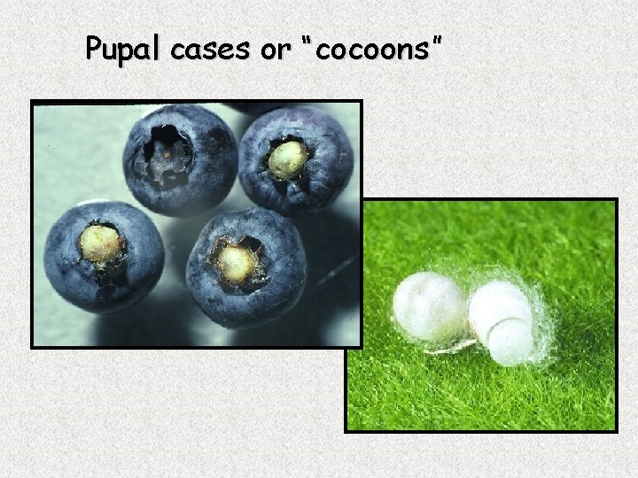 Pupal cases or “cocoons” 