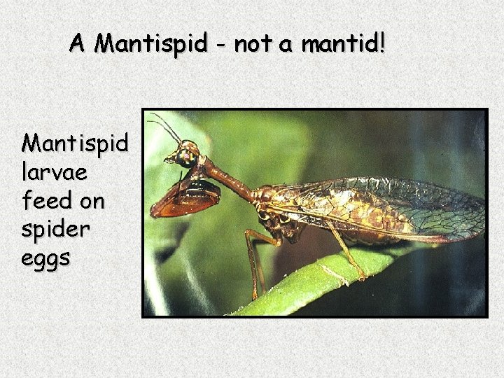 A Mantispid - not a mantid! Mantispid larvae feed on spider eggs 