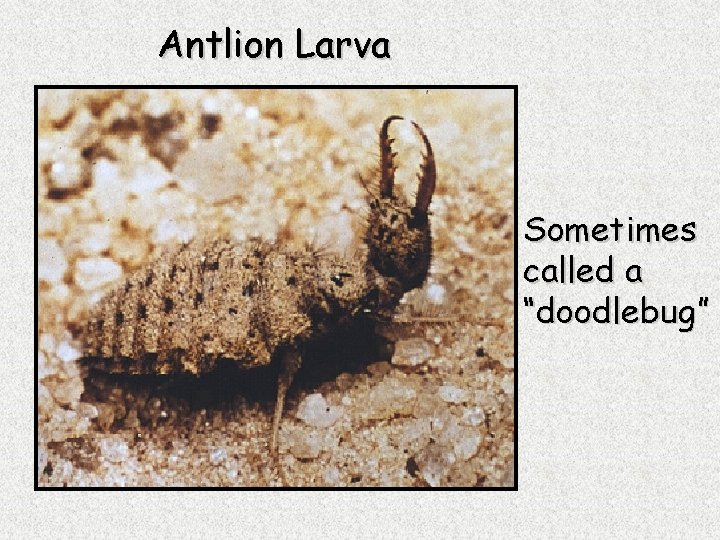 Antlion Larva Sometimes called a “doodlebug” 