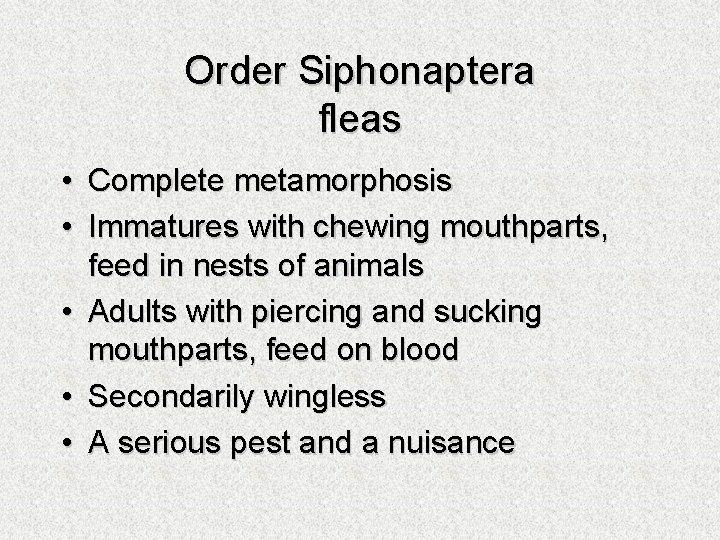 Order Siphonaptera fleas • Complete metamorphosis • Immatures with chewing mouthparts, feed in nests