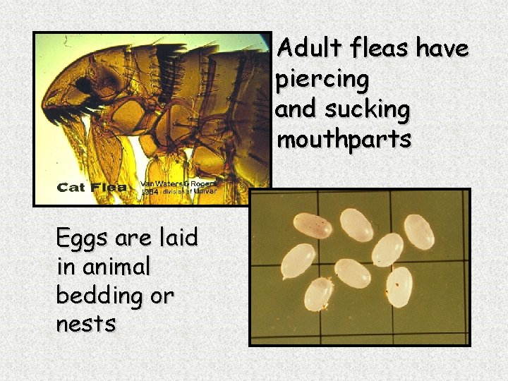 Adult fleas have piercing and sucking mouthparts Eggs are laid in animal bedding or