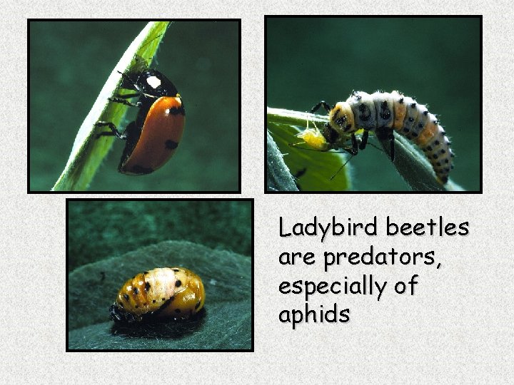 Ladybird beetles are predators, especially of aphids 