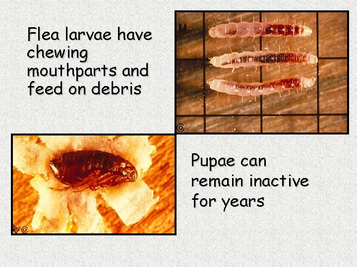 Flea larvae have chewing mouthparts and feed on debris Pupae can remain inactive for