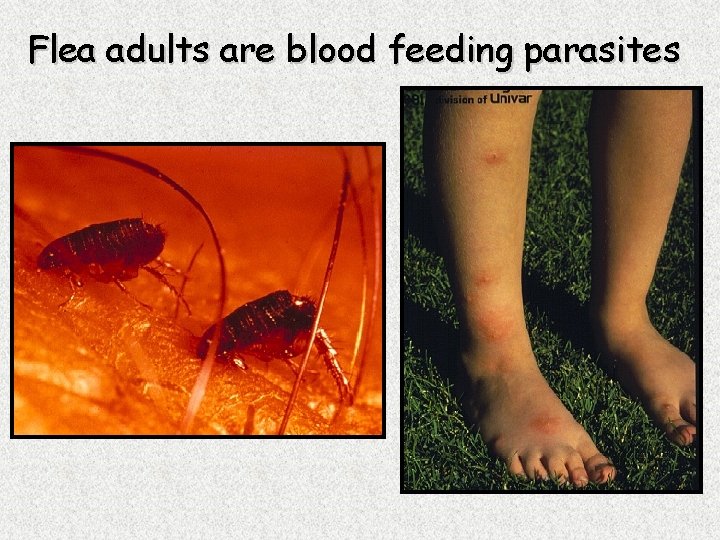 Flea adults are blood feeding parasites 